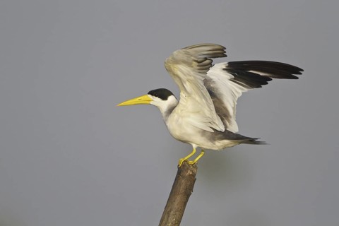 Large-billed Tern (Phaetusa simplex), Ecuador