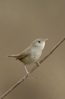 House Wren (Troglodytes aedon), Texas, USA