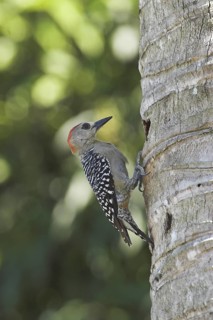 Red-crowned Woodpecker (Melanerpes rubricapillus), Costa Rica