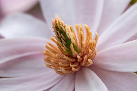 Flower of the star magnolia (Magnolia stellata), macro photograph, Baden-Württemberg, Germany