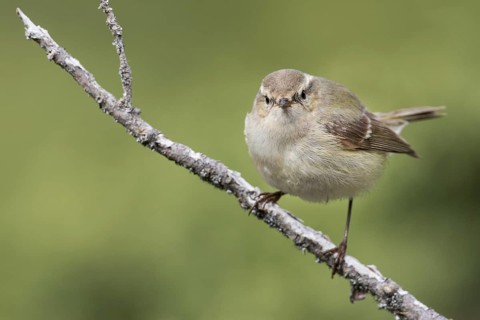 Humes Leaf Warbler - Tienschan-Laubsänger - Phyllsocopus humei ssp. humei, Kyrgyzstan