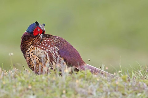 Common Pheasant (Phasianus colchicus) male, Texel, Netherlands