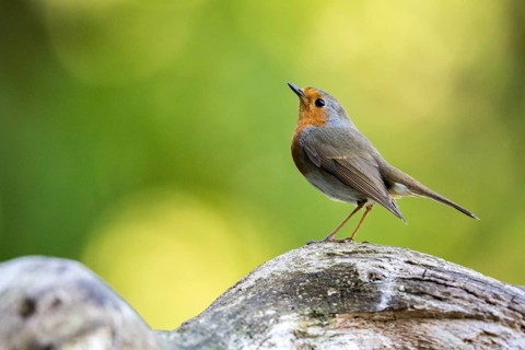 European Robin (Erithacus rubecula) perched on a stone, Carpathian Mountains, Romania