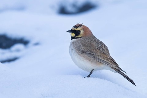 Atlas Horned Lark - Atlas-Ohrenlerche - Eremophila alpestris atlas, Morocco