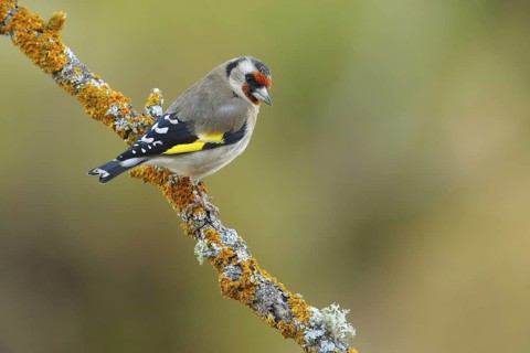 European Goldfinch (Carduelis carduelis), Andalusia, Spain