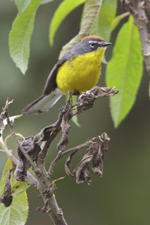 Brown-capped Redstart (Myioborus brunniceps) perched on a branch in Bolivia, South America
