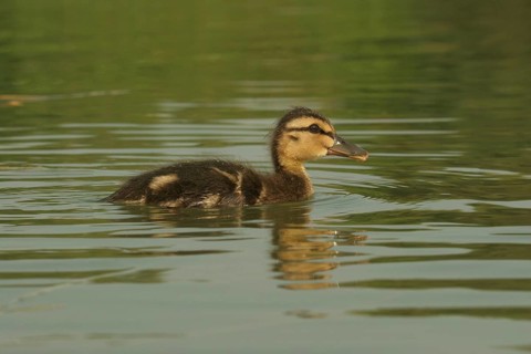 Mallard (Anas platyrhynchos) 18-day-old chick swimming in the lake, Allgäu, Bavaria, Germany