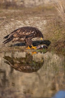One white-tailed eagle (Haliaeetus albicilla) sitting lakeshore in early light, feeding on a common