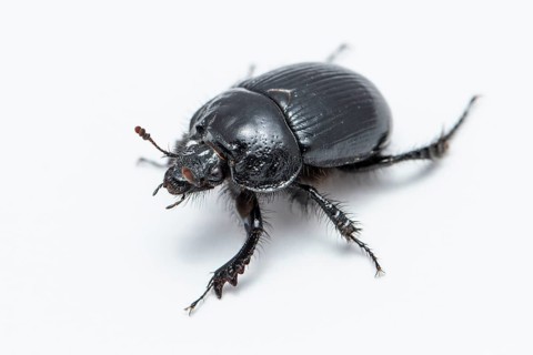 Minotaur Beetle (Typhaeus typhoeus), on white background, Galicia, Spain