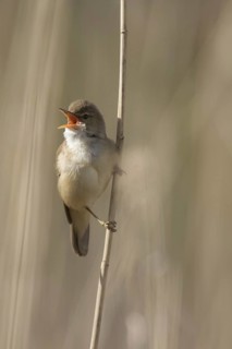 Eurasian reed warbler (Acrocephalus scirpaceus) male calling in reed land, marshland in spring