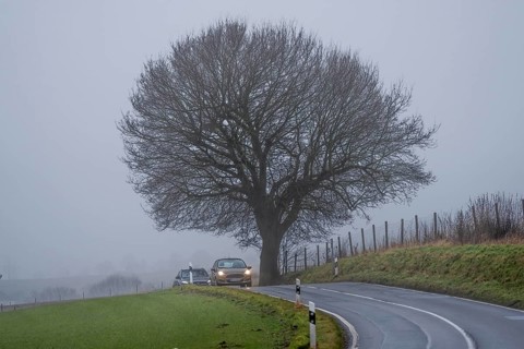 Thick fog, with low visibility, country road, Schuirweg, bare trees, winter, in Essen, North