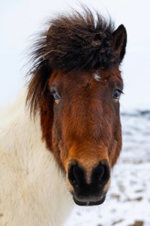 Icelandic horse (Equus ferus caballus), portrait, snow, winter, Iceland, Scandinavia