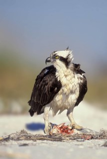 Western Osprey (Pandion haliaetus), Texas, USA