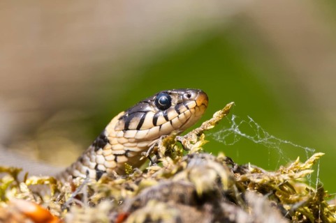 Grass snake (Natrix natrix) on the ground in summer, Bavaria, Germany