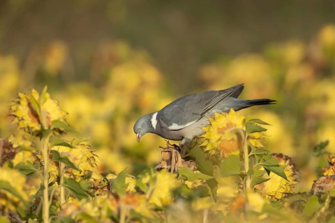 Wood pigeon (Columba palumbus) adult bird on a sunflower seedhead in a wildflower strip, England,