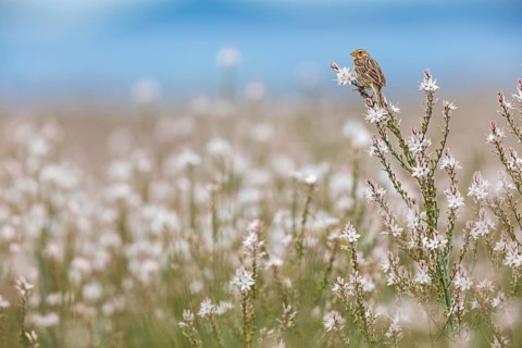 Grauammer, Corn Bunting, Miliaria calandra, Emberiza calandra, Bruant proyer, Triguero