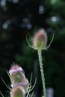 Wild teasel (Dipsacus fullonum), with flower wreath with bokeh in the background, Haiger, Hesse,