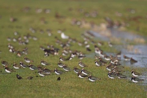 Northern Lapwing (Vanellus vanellus), North Rhine-Westphalia, Germany