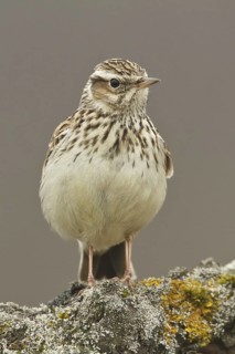 Woodlark (Lullula arborea), Rhineland-Palatinate, Germany