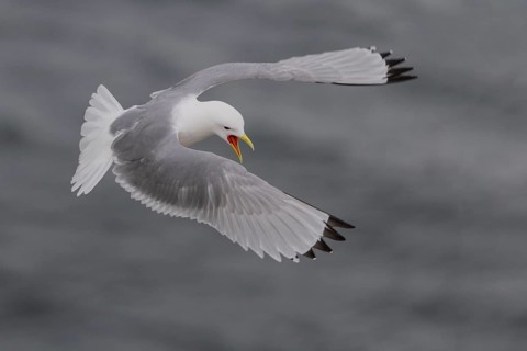 Black-legged kittiwake (Rissa tridactyla), in flight, Ekkeroy, Varangerfjord, Norway