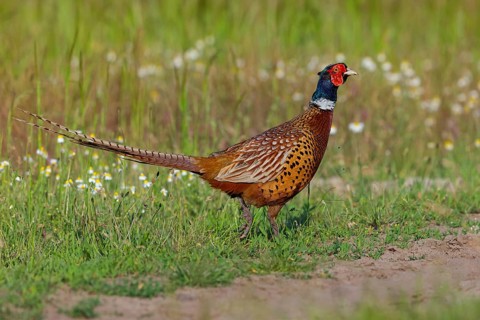 Pheasant (Phasianus colchicus), Faisan de Colchide, Faisan de chasse, Faisán Vulgar, Tiszaalpár,