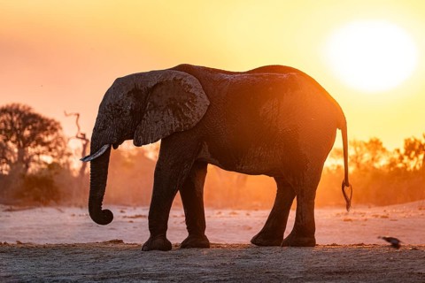 African elephant (Loxodonta africana), sunset, Savuti, Chobe National Park, Botswana