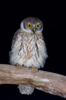 Barking Owl (Ninox connivens) perched on a branch in Papua New Guinea