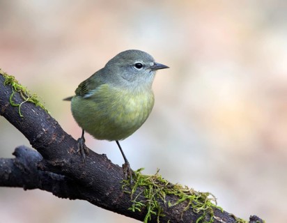 Orange-crowned Warbler, Oreothlypis celata, perched in the fall, in Saskatoon, Saskatchewan, Canada