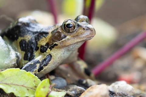 Common frog (Rana temporaria) adult amphibian amongst beetroot plants in a vegetable garden in