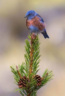 Western Bluebird (Sialia mexicana) male, Oregon, USA