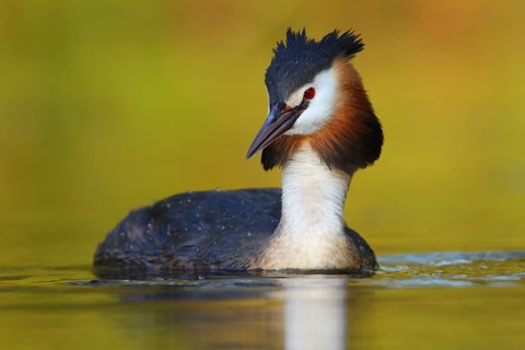 Great Crested Grebe (Podiceps cristatus), North Rhine-Westphalia, Germany
