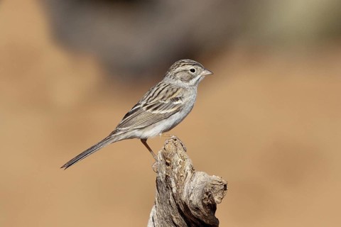 Brewer's Sparrow Spizella breweri Amado, Santa Cruz County, Arizona, United States 16 April Adult