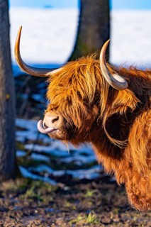 A Highland cow with tongue sticking out and long horns in natural surroundings, Seewald, Black