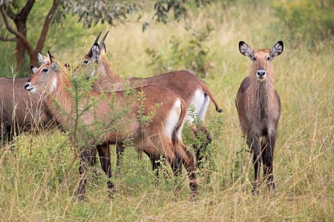 Defassa waterbucks (Kobus defassa), antelopes, Akagera National Park or Kagera National Park,