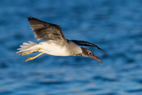 White-eyed Gull (Ichthyaetus leucophthalmus) juvenile flying, Eilat, Israel