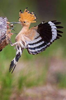 Eurasian Hoopoe (Upupa epops) feeding chicks in breeding cavity, Saxony-Anhalt, Germany