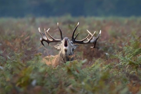 Red deer (Cervus elaphus) adult male stag animal roaring in the rutting season amongst autumn