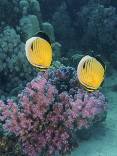Red Sea ripple-striped butterflyfish (Chaetodon austriacus)