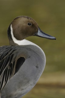 Northern Pintail (Anas acuta) male, Arizona, USA