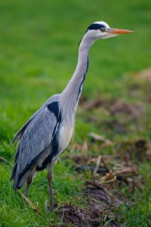 Grey Heron (Ardea cinerea), Netherlands