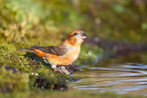 Common crossbill (Loxia curvirostra) adult male bird at a woodland water pool, Norfolk, England,