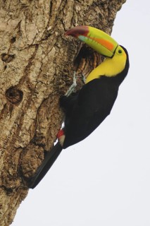 Keel-billed Toucan (Ramphastos sulfuratus), Guatemala