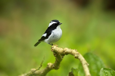 Little Pied Flycatcher (Ficedula westermanni) male perched on a branch, Sabah, Malaysia