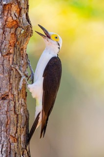 White woodpecker (Melanerpes candidus) Pantanal Brazil