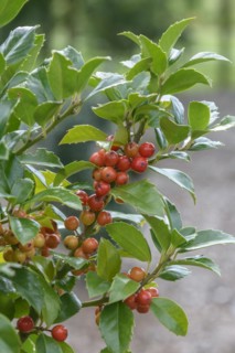 Holly (Ilex × meserveae HECKENFEE), State Institute for Agriculture and Horticulture, Ditfurt,