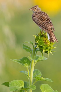 Feldlerche, Eurasian Sky Lark, Skylark, Sky Lark, Eurasian Skylark, Alauda arvensis, Alouette des