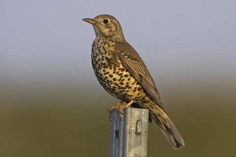Mistle Thrush (Turdus viscivorus), Rhineland-Palatinate, Germany