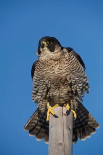 Peregrine Falcon (Falco peregrinus) captive, perched on a post, Saxony, Germany