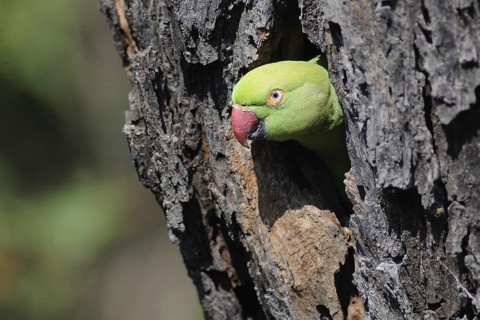 Rose-ringed Parakeet (Psittacula krameri), Keoladeo National Park, India