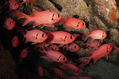 White-fringed soldierfish (Myripristis murdian)